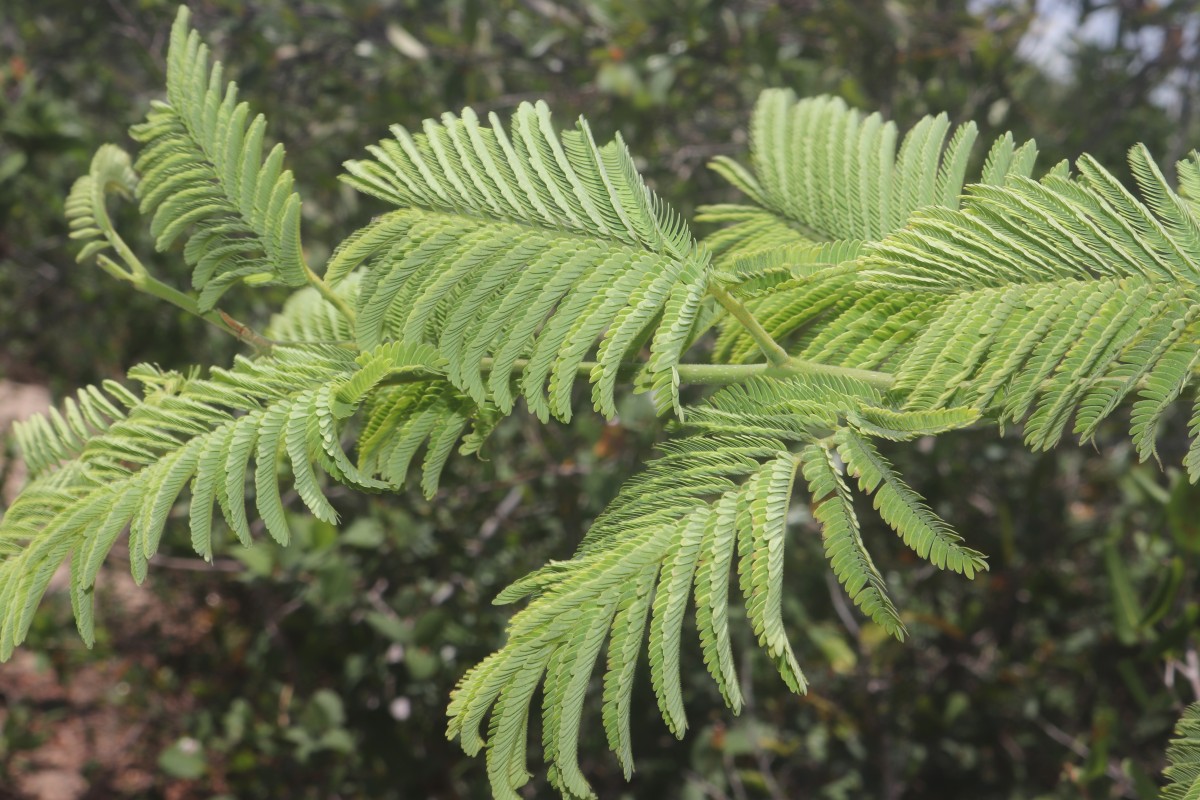 Albizia amara (Roxb.) Boivin